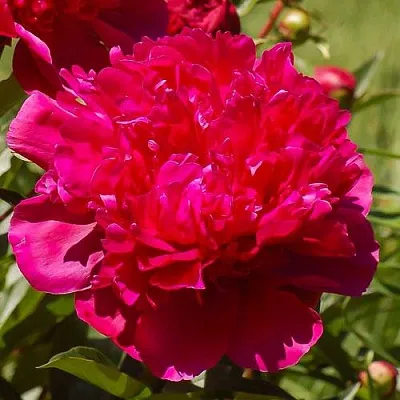 Пион БИГ БЕН травянистый  Пион БИГ БЕН травянистый в Ярославле