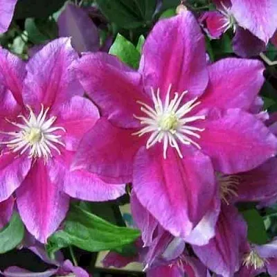 Клематис ХАНИЯ  Клематис ХАНИЯ в Ярославле