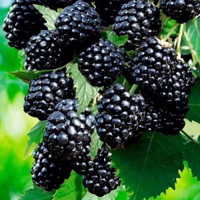 Ежевика ЛОХТЕЙ бесшипная  Ежевика ЛОХТЕЙ бесшипная в Ярославле