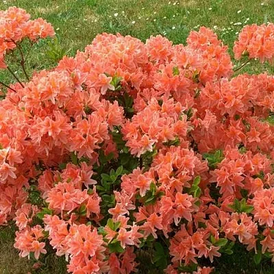 Рододендрон ЯПОНСКИЙ ОРАНЖЕВЫЙ  Рододендрон ЯПОНСКИЙ ОРАНЖЕВЫЙ в Ярославле