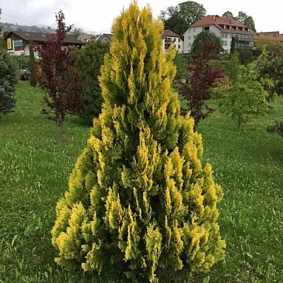 Туя ЕЛЛОУ РИББОН западная  Туя ЕЛЛОУ РИББОН западная в Ярославле