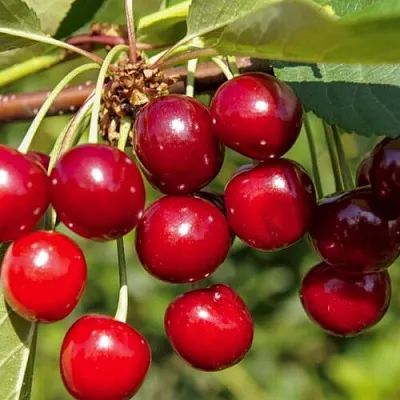 Вишня ЛЮБСКАЯ  Вишня ЛЮБСКАЯ в Ярославле