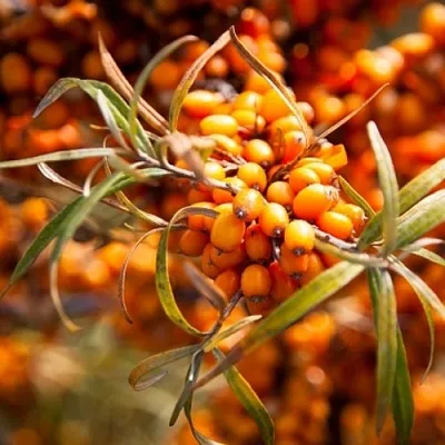 Облепиха ФИНСКАЯ в Ярославле