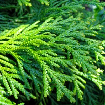 Туевик  Туевик в Ярославле