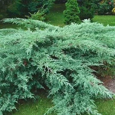 Можжевельник ГРЕЙ ОУЛ виргинский  Можжевельник ГРЕЙ ОУЛ виргинский в Ярославле