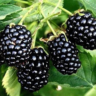 Ежевика ПРАЙМ АРК ТРЕВЕЛЕР ремонтантная  Ежевика ПРАЙМ АРК ТРЕВЕЛЕР ремонтантная в Ярославле