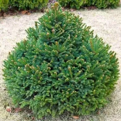 Ель БАРРИ обыкновенная  Ель БАРРИ обыкновенная в Ярославле