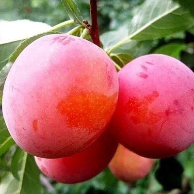 Слива КОМЕТА  Слива КОМЕТА в Ярославле