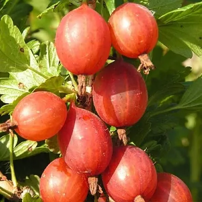 Крыжовник МАШЕКА в Ярославле