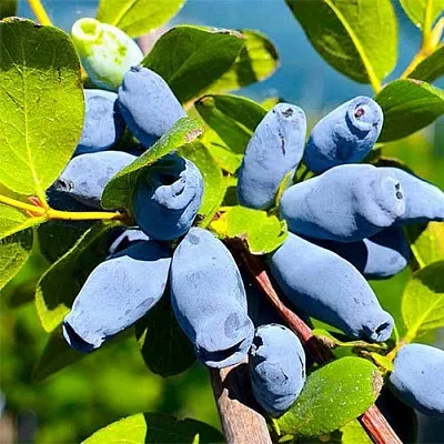 Жимолость съедобная АВРОРА  Жимолость съедобная АВРОРА в Ярославле