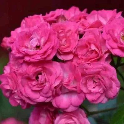 Саженцы роз ДИНКИ мускусная в Ярославле