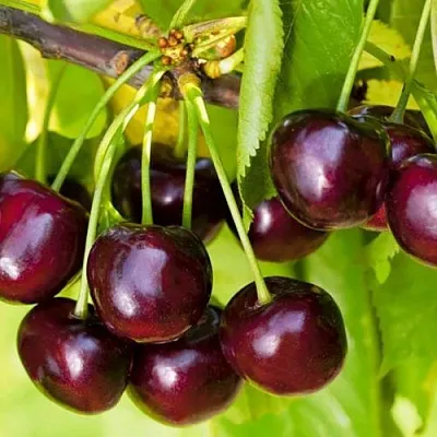 Черешня ИПУТЬ  Черешня ИПУТЬ в Ярославле