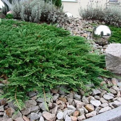 Можжевельник ПРИНЦ ОФ УЭЛЬС горизонтальный  Можжевельник ПРИНЦ ОФ УЭЛЬС горизонтальный в Ярославле