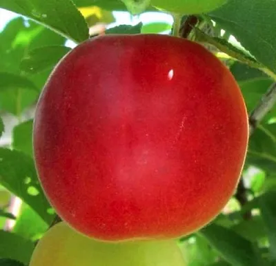 Плумкот БИРИКОККОЛО БОЛОГНЕС  Плумкот БИРИКОККОЛО БОЛОГНЕС в Ярославле