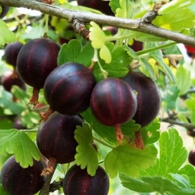 Крыжовник СЕВЕРНЫЙ КАПИТАН в Ярославле