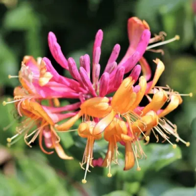 Жимолость ГЕКРОТА в Ярославле