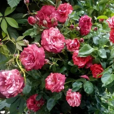 Саженцы роз БРАУНИ плетистая — описание сорта Саженцы роз БРАУНИ плетистая в Ярославле