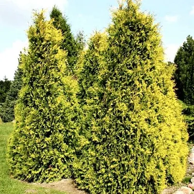 Туя САЛЛАНД западная в Ярославле