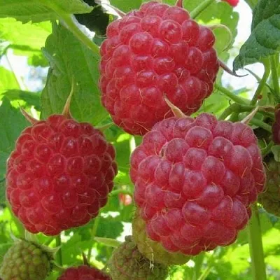 Малина НОВОСТЬ КУЗЬМИНА   Малина НОВОСТЬ КУЗЬМИНА  в Ярославле