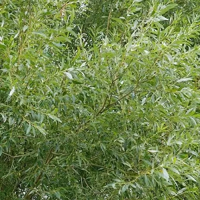 Ива ВИТЕЛЛИНА белая  в Ярославле