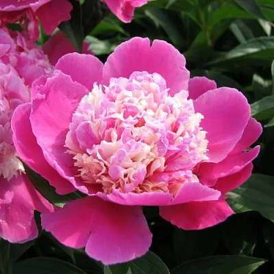 Пион КОРА СТАББС травянистый  Пион КОРА СТАББС травянистый в Ярославле