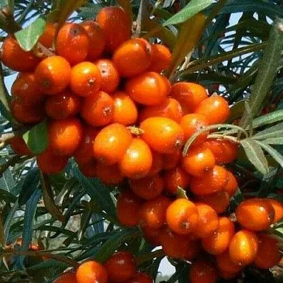 Облепиха ПЛАМЕННАЯ в Ярославле