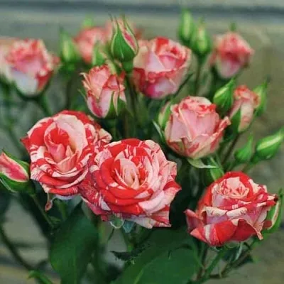 Миниатюрная Миниатюрная в Ярославле