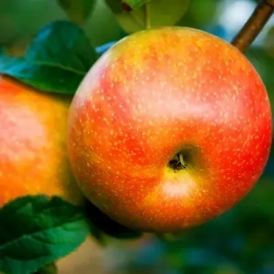 Яблоня АБРИКОСОВАЯ в Ярославле