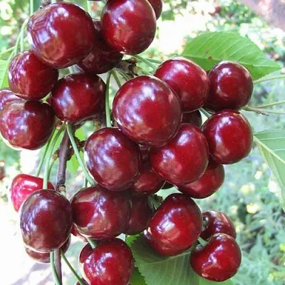 Черешня ОДРИНКА  Черешня ОДРИНКА в Ярославле