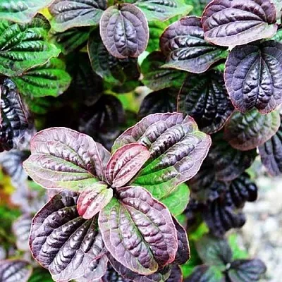 дерен КОМПРЕССА кроваво-красный  дерен КОМПРЕССА кроваво-красный в Ярославле