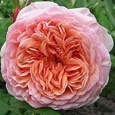 Саженцы роз АБРАХАМ ДЕРБИ английская в Ярославле