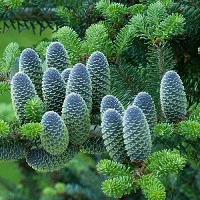 Пихта  Пихта в Ярославле