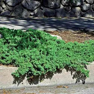 Можжевельник НАНА лежачий  Можжевельник НАНА лежачий в Ярославле