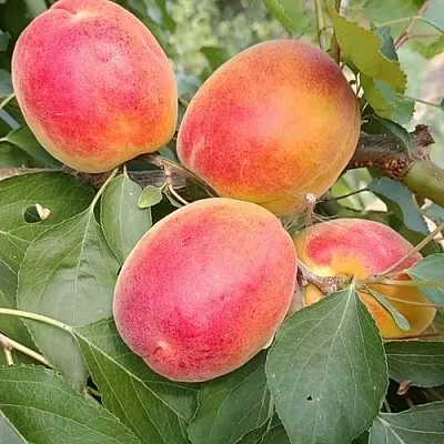 Абрикос ОСОБЕННЫЙ ДЕНИСЮКА  Абрикос ОСОБЕННЫЙ ДЕНИСЮКА в Ярославле