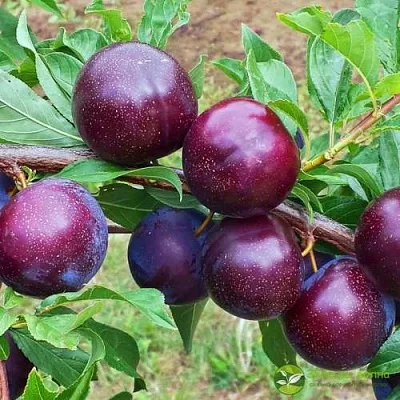 Шарафуга ВЕЛЬВЕТ САНРАЙЗ  Шарафуга ВЕЛЬВЕТ САНРАЙЗ в Ярославле