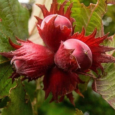 Фундук Фундук в Ярославле