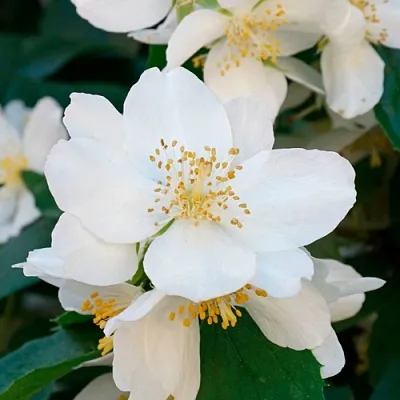 Жасмин ЮСТИНКА  Жасмин ЮСТИНКА в Ярославле