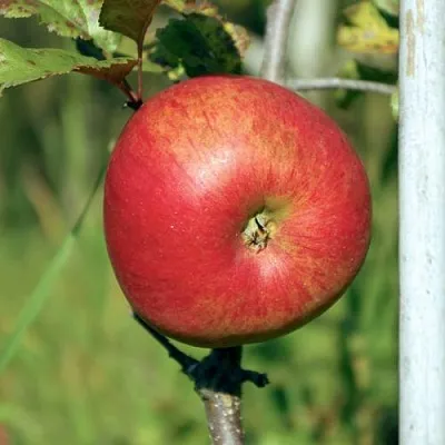 Яблоня ДЫЯМЕНТ  Яблоня ДЫЯМЕНТ в Ярославле