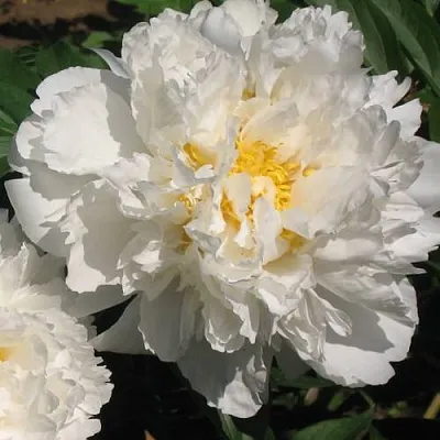 Пион БОУЛ ОФ КРИМ травянистый  Пион БОУЛ ОФ КРИМ травянистый в Ярославле