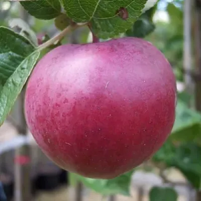 Яблоня НОРИС  Яблоня НОРИС в Ярославле