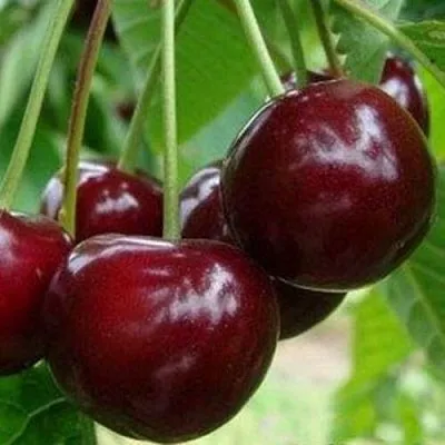 Вишня МИЛАВИЦА  Вишня МИЛАВИЦА в Ярославле