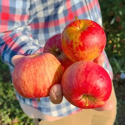 Яблоня КРАСАВИТА  Яблоня КРАСАВИТА в Ярославле