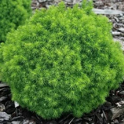 Ель АЛЬБЕРТА ГЛОБ сизая  Ель АЛЬБЕРТА ГЛОБ сизая в Ярославле