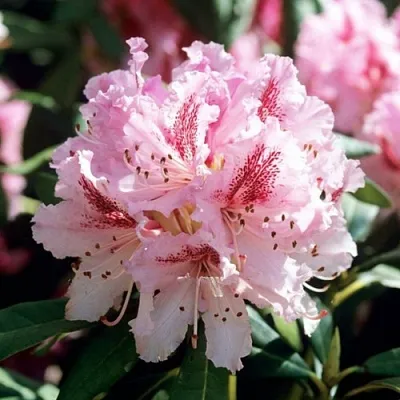 Рододендрон ЧИР  Рододендрон ЧИР в Ярославле