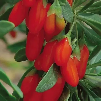 Годжи ВЯЧЕСЛАВ  Годжи ВЯЧЕСЛАВ в Ярославле