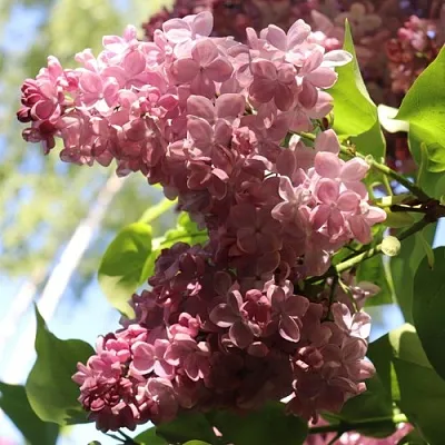 Сирень МЕДОВЫЙ СПАС в Ярославле