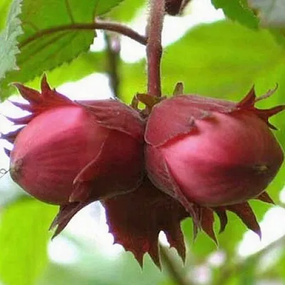 Фундук АЙВЕНГО в Ярославле