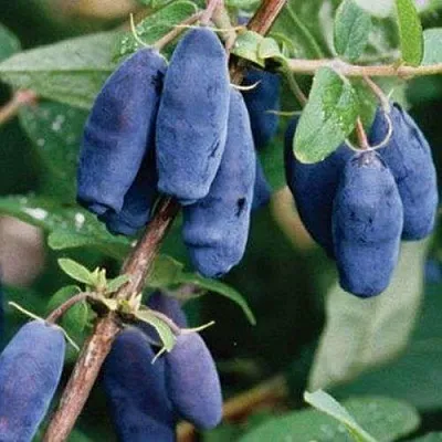 Жимолость съедобная ЛАЗУРНАЯ  Жимолость съедобная ЛАЗУРНАЯ в Ярославле