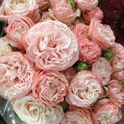 Саженцы роз МАДАМ БОМБАСТИК спрей  Саженцы роз МАДАМ БОМБАСТИК спрей в Ярославле