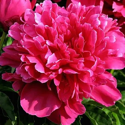 Пион ВИКТУАР ДЕ ЛА МАРН травянистый  Пион ВИКТУАР ДЕ ЛА МАРН травянистый в Ярославле